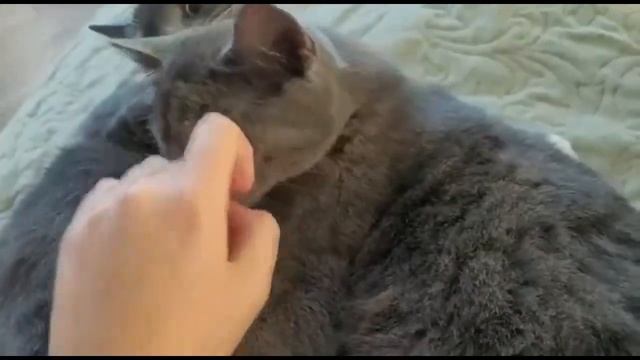 Два кота - двойное счастье в доме! Штучный выпуск!