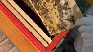 Раздача маточников в отводки 13.06.2021 г.