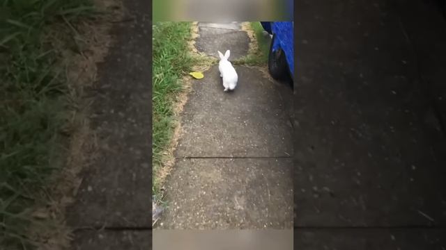 This guy’s pet bunny is so smart ?