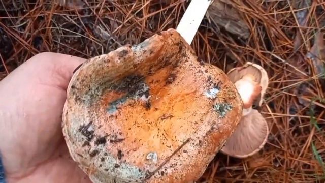 Lactarius deliciosus & Lactarius vinosus & Hypomykes Lateritius. (niscalos robellons) 11/12/2022 смотреть онлайн