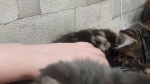 Котята Мейн Кун три месяца, стол мёдом намазан, наши вечера с котятами