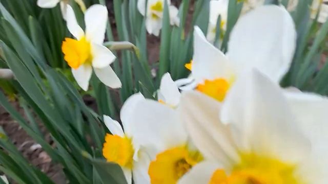 #нарциссы / Два вида нарциссов( лат narcissus). Поэтические - сорт Актея. Мелкокорончатые.