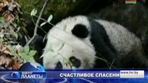 Спасение панды (Saving the Panda)