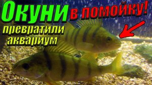 Окуни и караси превратили аквариум в помойку! [Чистка аквариума с речными рыбками]