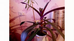 Цветы домашние комнатные.Цветы Рео