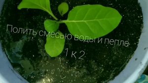 Плантация Parkina - или как вырастить табак на балконе