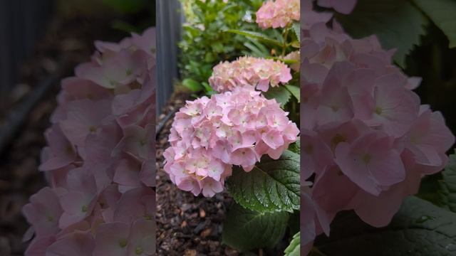 Hydrangea Endless summer The Original/绣球无尽夏初始