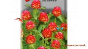 Гомфрена обыкновенный Земляничная (zemlyanichnaya) ? обзор: как сажать, семена гомфрены Земляничная
