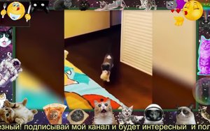 приколы животные 28 04 2022