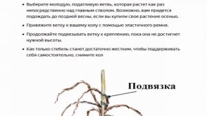 Багрянник канадский  и др. Обрезка и формирование плакучих деревьев