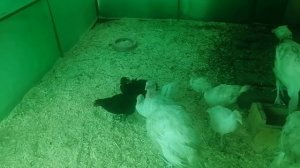 Индюки Белые широкогрудые и Хайбрид конвертеры.