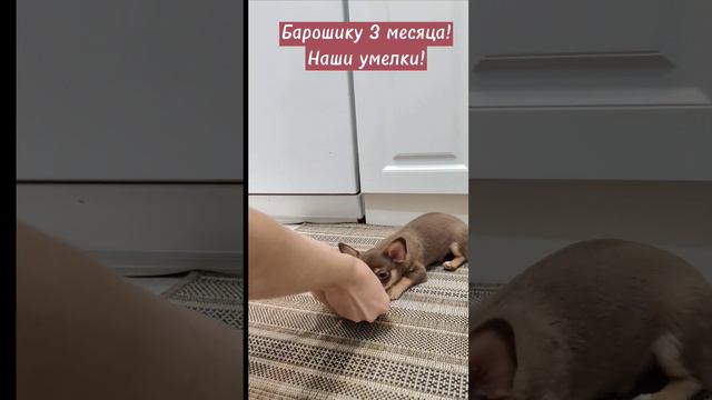 💥Наши умелки в 3 месяца! Пока только за вкусняшку,но мы стараемся🐕!#Барон #чихуахуа смотреть онлайн