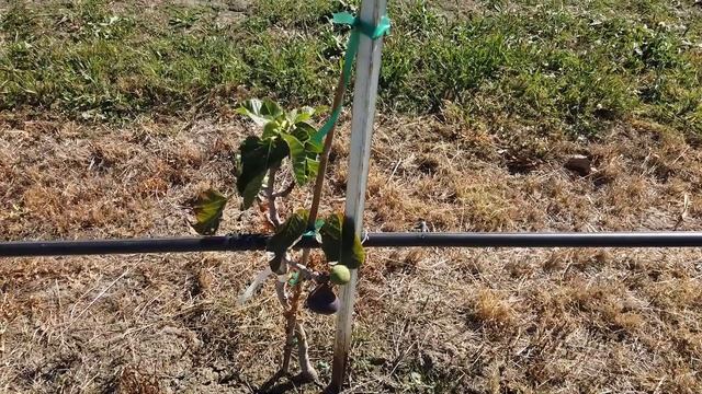 Violeta Fig & Synonyms смотреть онлайн