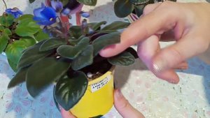 Фиалки зимой! Как стимулировать цветение? Фиалки у Алисы.