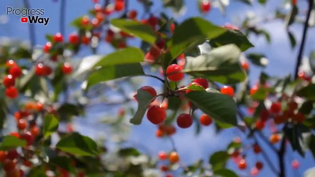 1 ЛОЖКУ НА ЗЕМЛЮ И ПОЧВА КАК НОВАЯ! Почва Будет Мягкой Как Пух И Плодородная Как Никогда! смотреть онлайн