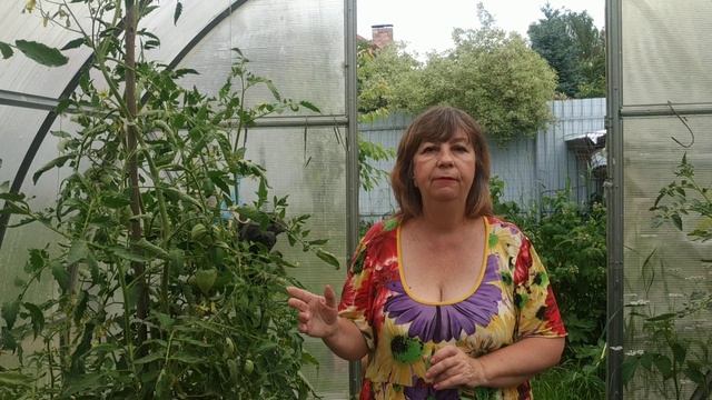 На помидорах чёрные пятна-Вершинная гниль томатов- профилактика и лечение.