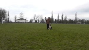 Дрессировка ВЕО любительский уровень!