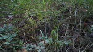 Сколько денег я заработал на сосновых шишках Шишки для варенья