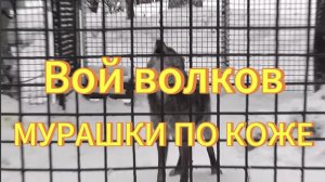 Вой волков. Новосибирский зоопарк волки.  Песня волков. Волк воет.