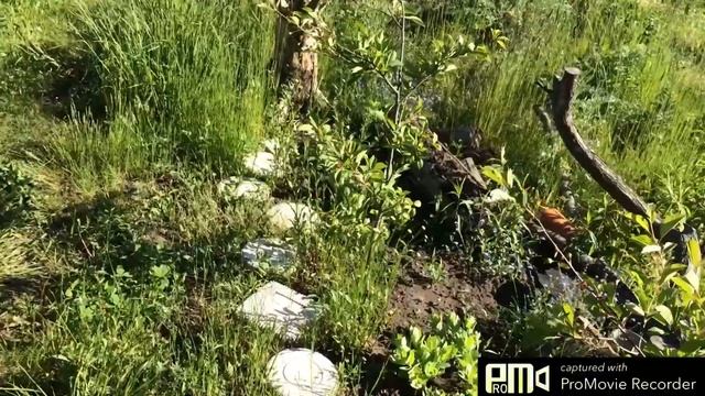 Дела дачные.Купили туи не дорого.Новый триммер. смотреть онлайн