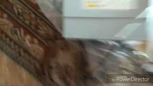 Мультимедиа для Фрилендер 2 распаковка