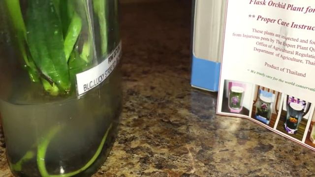 Орхидея Brassolaeliocattleya (Брассолелиокаттлея) Каттлея во Фласке (в бутылке) из Тайланда. смотреть онлайн