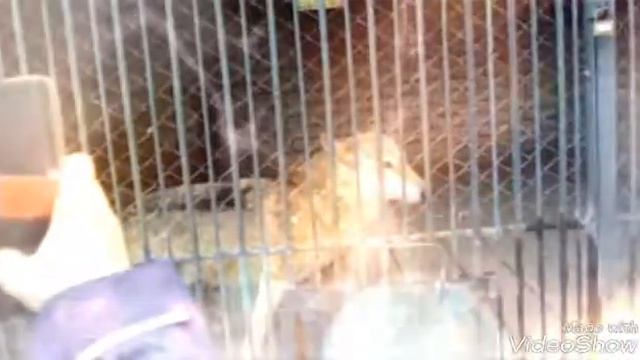 Хвалынский зоопарк 2 часть смотреть онлайн