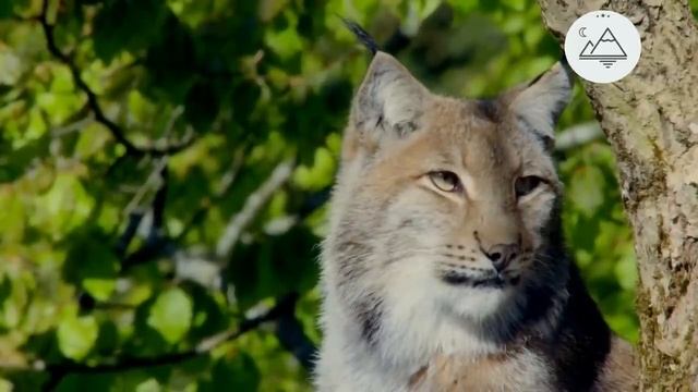 Неизведанная Европа Альпы - 2 серия смотреть онлайн