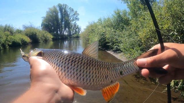 Голавль - МОСТР! И снова наши РЫБНЫЕ места не подвели нас смотреть онлайн