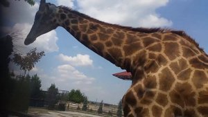 Жираф бьёт головой посетителей в крымском зоопарке "Тайган"