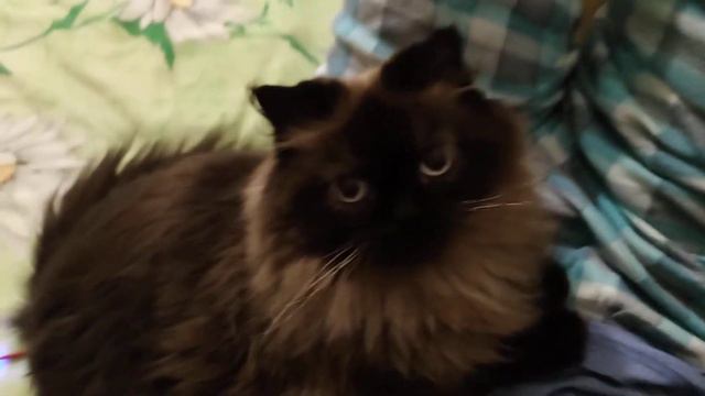 Кошка подмигивает ) смотреть онлайн