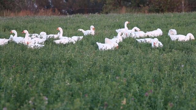 Гуси пасутся на люцерне / Линдовская порода гусей после года содержания смотреть онлайн