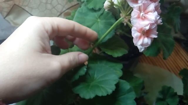 Пеларгония ЕС Персиковый Авантюрин, Jagershus Вorre ( Борре) , Jägershus Falej (Фалей). смотреть онлайн