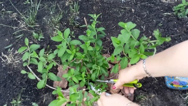 На что обратить внимание при покупке гортензии метельчатой.м-н ДАЧА г.Каменск-Уральский 04.06.2023
