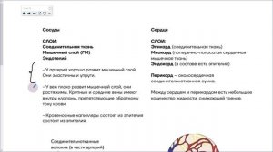 30_Кровеносная система
