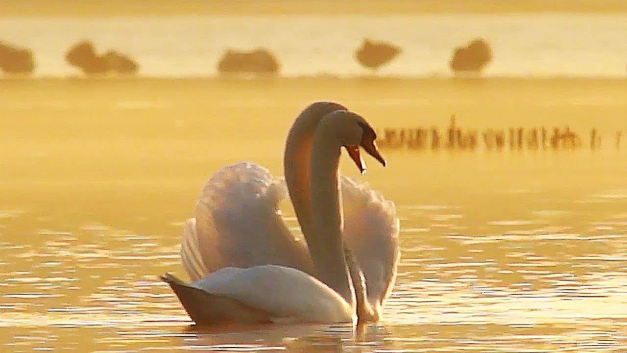 Видео песни лебеди. Взлетающий лебедь фото.