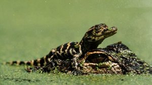 АЛЛИГАТОР - ИНТЕРЕСНЫЕ ФАКТЫ