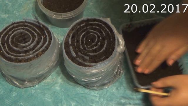 Посев перцев и баклажанов. Уход за всходами. смотреть онлайн