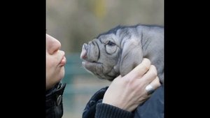 Китайская порода свиней - мейшан