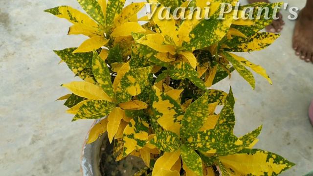 How to care Croton plants// Golden dust plant's// Vaani plants// Outdoor plants//
