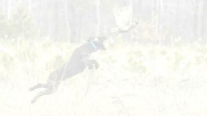 Порода собак Дратхаар