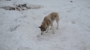 ЗСЛ "Герда" КУРИНЫЕ ГОЛОВЫ И ВКУСНЫЙ ФАРШ ДЛЯ ЛАЙКИ!!!