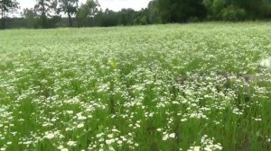 Красивое лето. Красивая речка Судогда. Классно.