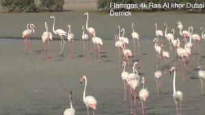 Flamingo Dubai UAE