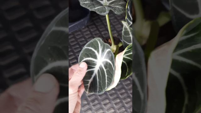 Новое 08/09 - необычный папоротник Пиллея Круглолистная, Алоказия Нинздя,  Хамедореи, фикусы Кинки