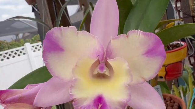 Hopefully, a quick bloom on my Cattleya смотреть онлайн