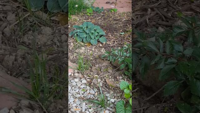 MAY GARDEN TOUR PART 3 смотреть онлайн