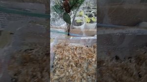 ПОСЕВ СЕМЯН КНЯЖИКОВ НА СТРАТИФИКАЦИЮ.