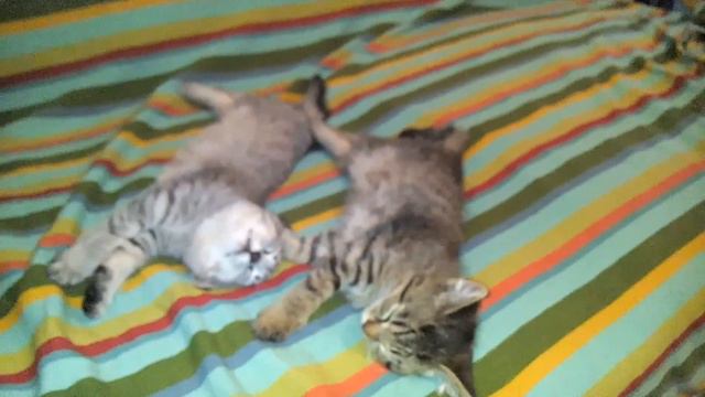 Красивые котята спят на кровати 1kittens funny game