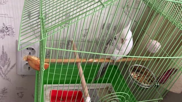 Приехали новые безщекие кореллы!/ The White Cheek-less Corellas Arrived